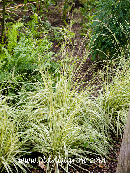 Variegated Purple Moor Grass (Molinia caerulea) 
This plant was growing in a shaded spot.